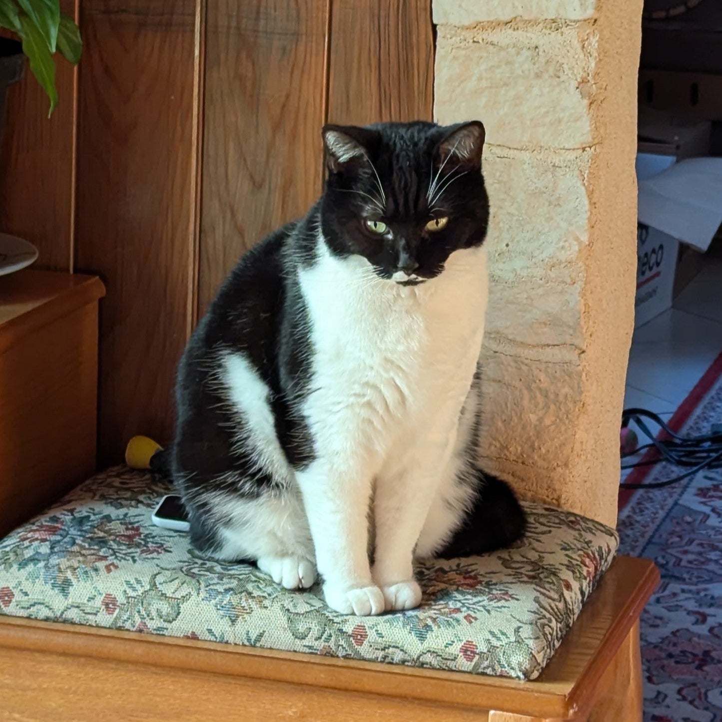 collier souvenir chat noir et blanc moustache blanche sur fond noir