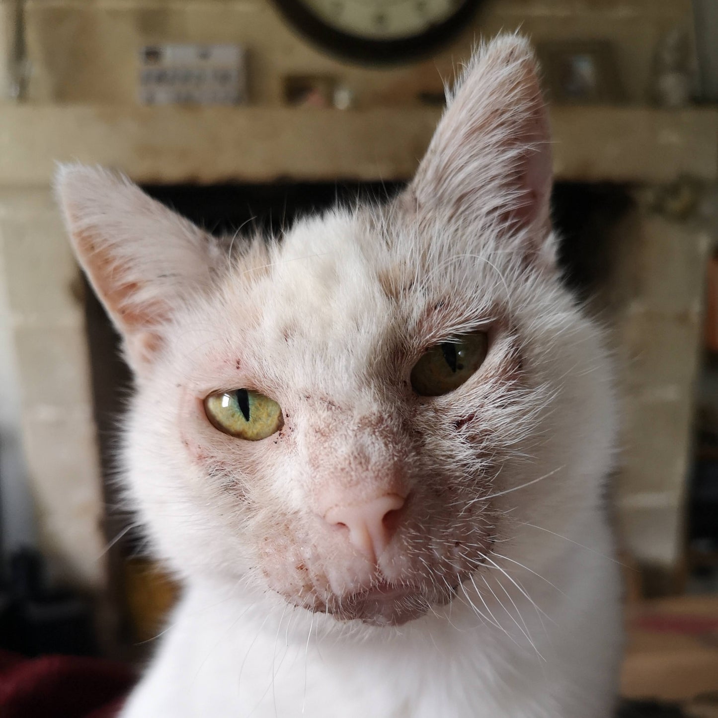 collier souvenir chat blanc poils