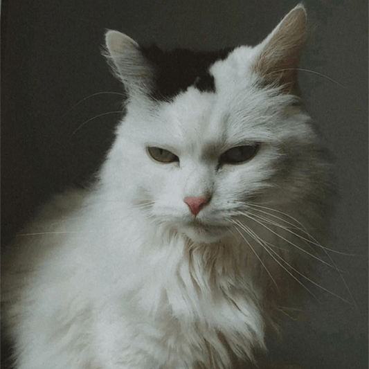 Empreintes Éternelles Colliers Collier "Oculys"