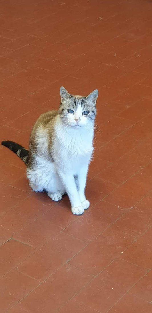 Marque-page souvenir animal