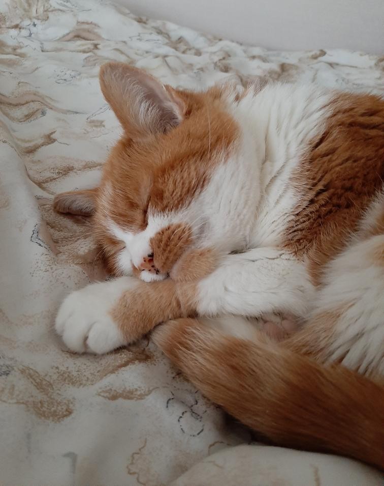 Pendule avec souvenirs d'animaux